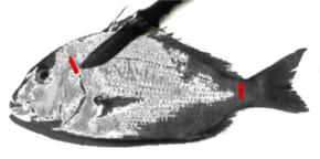 大型魚の締め方