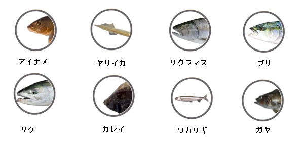 過去の釣果情報による函館で釣れる魚
