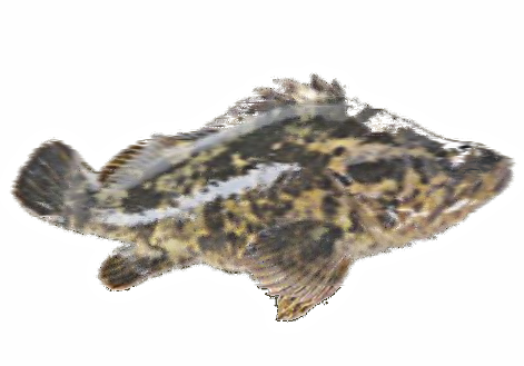 ソイ
