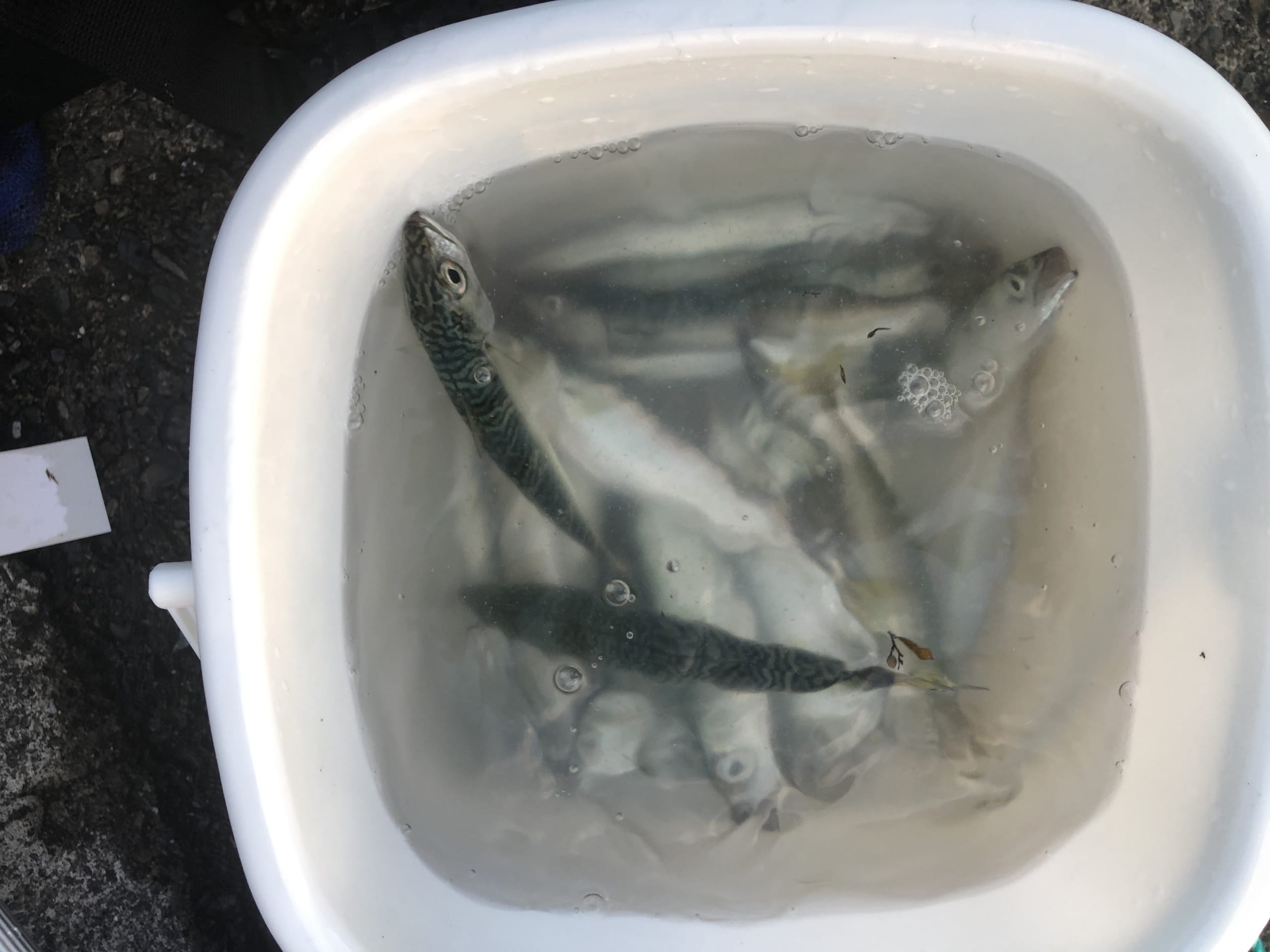 足保港の釣り情報 彡 魚速報