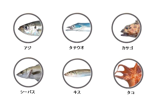 釣果情報に基づくふれーゆ裏で釣れる魚（アジ、タチウオ、カサゴ、シーバス、キス、タコ）