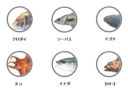 川崎新堤防で釣れる魚（クロダイ、シーバス、マゴチ、イナダ、タコ、カサゴ）