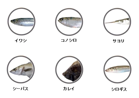 釣果情報に基づく検見川浜で釣れる魚（イワシ、コノシロ、サヨリ、シーバス、キス、カレイ）