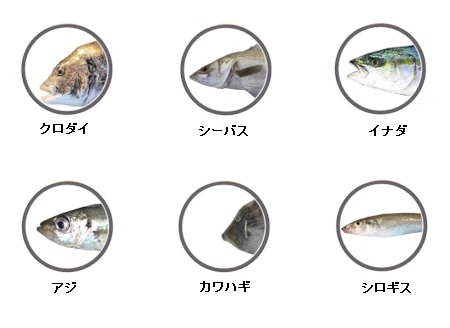 釣果情報に基づく木更津沖堤防で釣れる魚（クロダイ、シーバス、イナダ、アジ、シロギス、カワハギ）