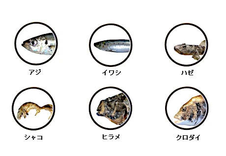 釣果情報に基づく大津港で釣れる魚（アジ、イワシ、シャコ、ハゼ、ヒラメ、クロダイ）