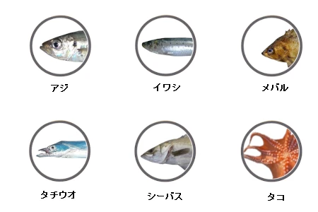 釣果情報に基づくシーサイドコスモで釣れる魚（アジ、イワシ、シーバス、メバル、タチウオ、タコ）