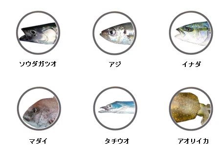 静浦港で釣れる魚（アジ、ソウダガツオ、イナダ、マダイ、タチウオ、アオリイカ）