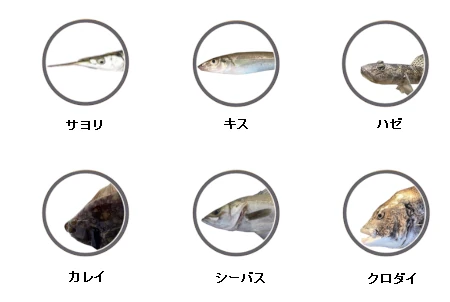 釣果情報に基づく高洲海浜公園で釣れる魚（サヨリ、ハゼ、キス、カレイ、クロダイ、シーバス）