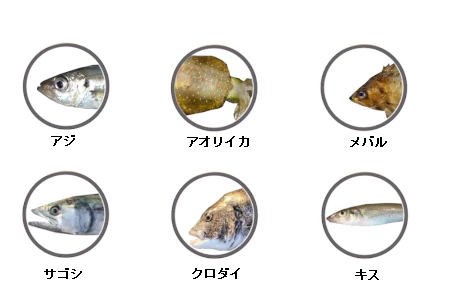 釣果情報に基づく敦賀新港で釣れる魚（アジ、アオリイカ、メバル、サゴシ、クロダイ、キス）