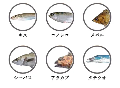 姫戸港で釣れる魚（キス,コノシロ,メバル,シーバス,アラカブ,タチウオ）