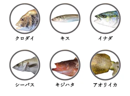 須沢海岸で釣れる魚（クロダイ,キス,イナダ,シーバス,キジハタ,アオリイカ）