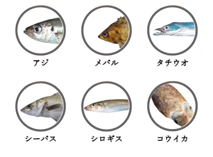舞鶴港で釣れる魚（アジ,メバル,タチウオ,シーバス,シロギス,コウイカ）