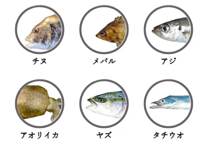亀川漁港で釣れる魚（チヌ,メバル,アジ,アオリイカ,ヤズ,タチウオ）