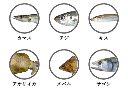 姫島で釣れる魚（カマス,アジ,キス,アオリイカ,メバル,サゴシ）