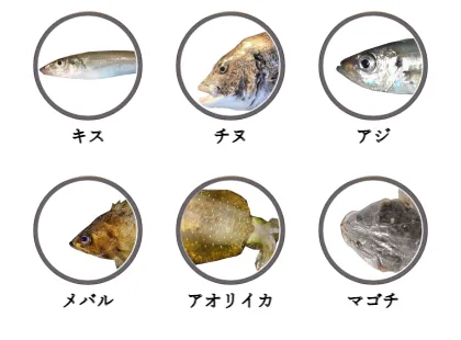 能古島で釣れる魚（キス,チヌ,アジ,メバル,アオリイカ,マゴチ）