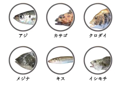 岩和田漁港で釣れる魚（アジ,カサゴ,クロダイ,メジナ,キス,イシモチ）