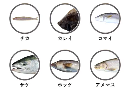 能取湖で釣れる魚（チカ,カレイ,コマイ,サケ,ホッケ,アメマス）