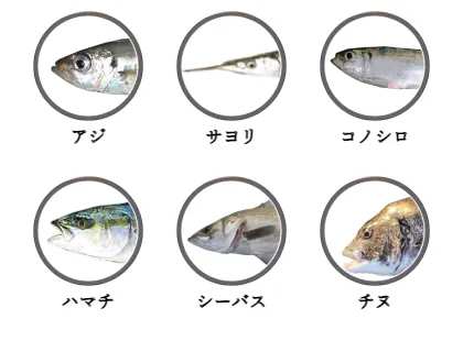 吉島釣り公園で釣れる魚（アジ,サヨリ,コノシロ,ハマチ,シーバス,チヌ）