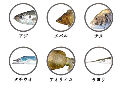 江田島で釣れる魚（アジ,メバル,チヌ,タチウオ,アオリイカ,サヨリ）
