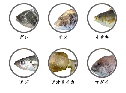 笠戸島で釣れる魚（グレ,チヌ,イサキ,アジ,アオリイカ,マダイ）