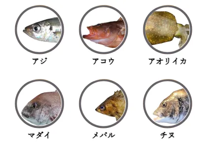大崎上島で釣れる魚（アジ,アコウ,アオリイカ,マダイ,メバル,チヌ）