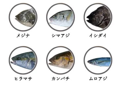 御蔵島で釣れる魚（メジナ,シマアジ,イシダイ,ヒラマサ,カンパチ,ムロアジ）