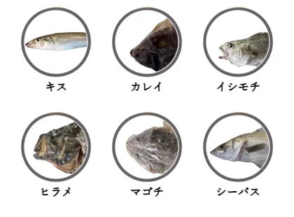 津久井浜で釣れる魚（キス,カレイ,イシモチ,ヒラメ,マゴチ,シーバス）