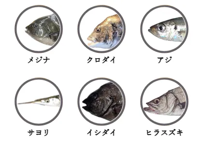 野島崎で釣れる魚（メジナ,クロダイ,アジ,サヨリ,イシダイ,ヒラスズキ）