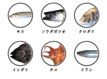江ノ島で釣れる魚（キス,ソウダガツオ,クロダイ,イシダイ,タコ,イワシ）
