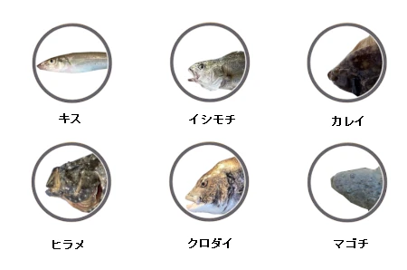 日川浜で釣れる魚（キス、イシモチ、カレイ、ヒラメ、クロダイ、マゴチ）