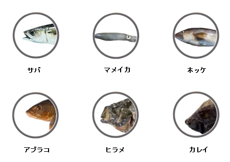 岩内港で釣れる魚（サバ、マメイカ、ホッケ、アブラコ、ヒラメ、カレイ）