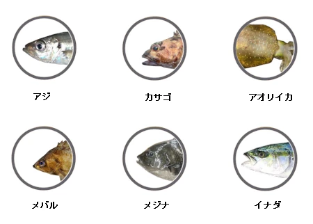 米神堤防で釣れる魚（アジ、メバル、カサゴ、メジナ、アオリイカ、イナダ）