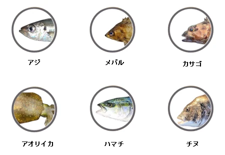 日本鋼管で釣れる魚（アジ、メバル、カサゴ、アオリイカ、ハマチ、チヌ）