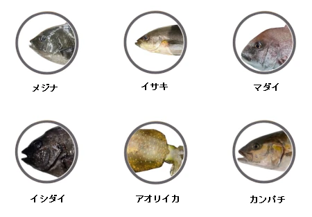 式根島で釣れる魚（メジナ、イサキ、マダイ、イシダイ、アオリイカ、カンパチ）