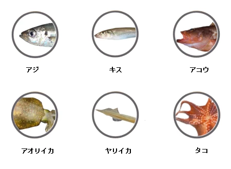 釣姫漁港で釣れる魚（アジ、キス、アコウ、アオリイカ、ヤリイカ、タコ）