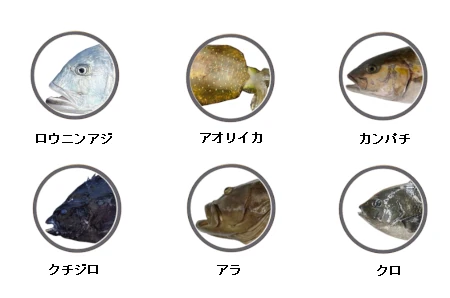 屋久島で釣れる魚（ロウニンアジ、アオリイカ、カンパチ、クチジロ、アラ、クロ）