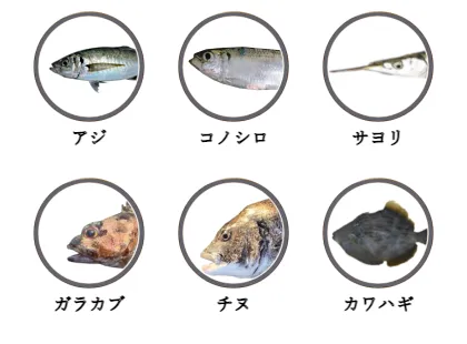 御立岬公園で釣れる魚（アジ,コノシロ,サヨリ,ガラカブ,チヌ,カワハギ）