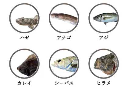 銚子港で釣れる魚（ハゼ,アナゴ,アジ,カレイ,シーバス,ヒラメ）
