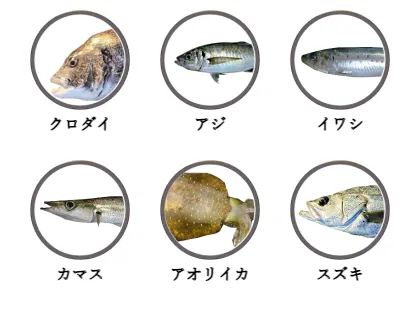 千倉港で釣れる魚（クロダイ、アジ、カマス、イワシ、スズキ、アオリイカ）