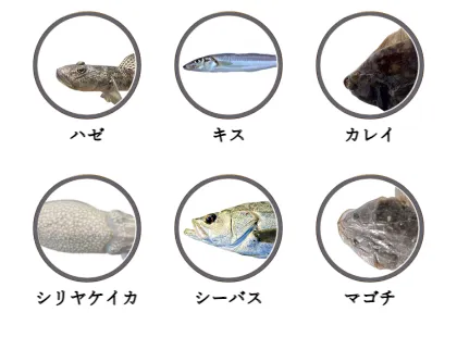 富津新港で釣れる魚（ハゼ,キス,カレイ,シリヤケイカ,シーバス,マゴチ）