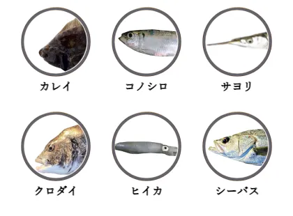 千葉港で釣れる魚（カレイ,コノシロ,サヨリ,クロダイ,ヒイカ,シーバス）