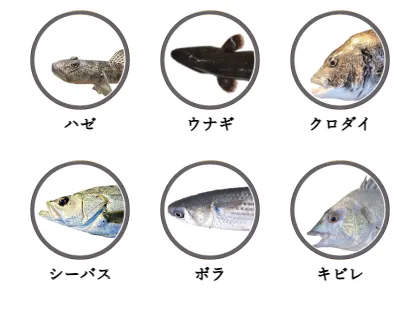 隅田川で釣れる魚（ハゼ,ウナギ,クロダイ,シーバス,ボラ,キビレ）