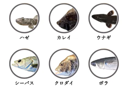 旧江戸川で釣れる魚（ハゼ,カレイ,ウナギ,シーバス,クロダイ,ボラ）