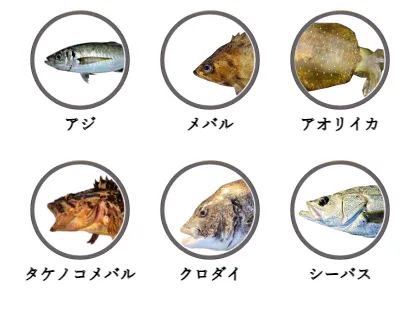 日間賀島で釣れる魚（アジ,メバル,アオリイカ,タケノコメバル,クロダイ,シーバス）