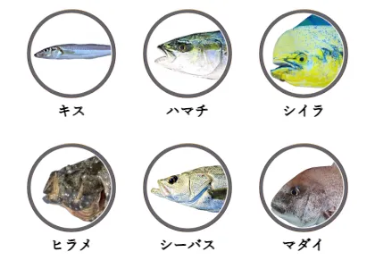 七里御浜で釣れる魚（キス,ハマチ,シイラ,ヒラメ,シーバス,マダイ）