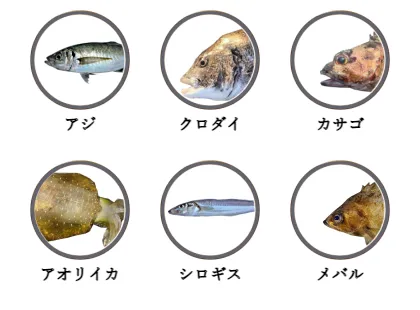 福井新港で釣れる魚（アジ,イワシ,キス,ヒラメ,サゴシ,アオリイカ）