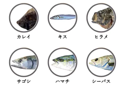三里浜で釣れる魚（カレイ,キス,ヒラメ,サゴシ,ハマチ,シーバス）