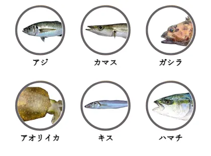 串本港で釣れる魚（アジ,カマス,ガシラ,アオリイカ,キス,ハマチ）