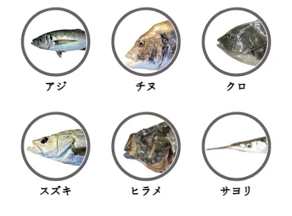 福岡市海釣り公園で釣れる魚（アジ,チヌ,クロ,スズキ,ヒラメ,サヨリ）