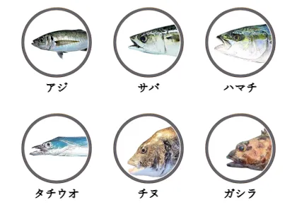 神戸空港で釣れる魚（アジ,サバ,ハマチ,タチウオ,チヌ,ガシラ）